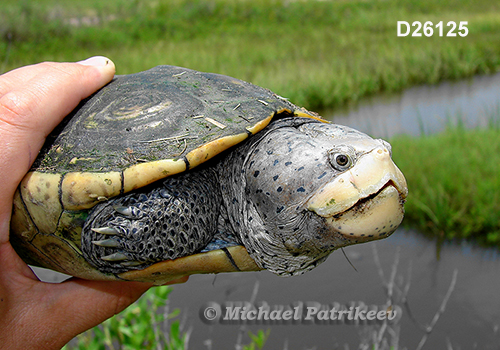 Malaclemys terrapin